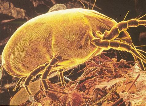 Dust Mites Are As Annoying As Bed Bugs They Are Very Small That You
