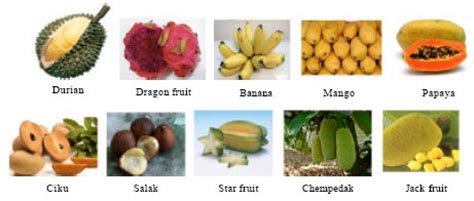 How to deal with erectile dysfunction. Drying Studies of Tropical Fruits Cultivated in Malaysia ...