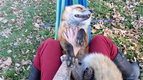 it s finnegan fox friday it s finnegan fox friday how relaxed can he be would you swing in