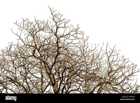 Leafless Tree Trunks Hi Res Stock Photography And Images Alamy
