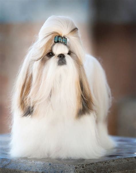 Top 15 Long Haired Dog Breeds Around The World