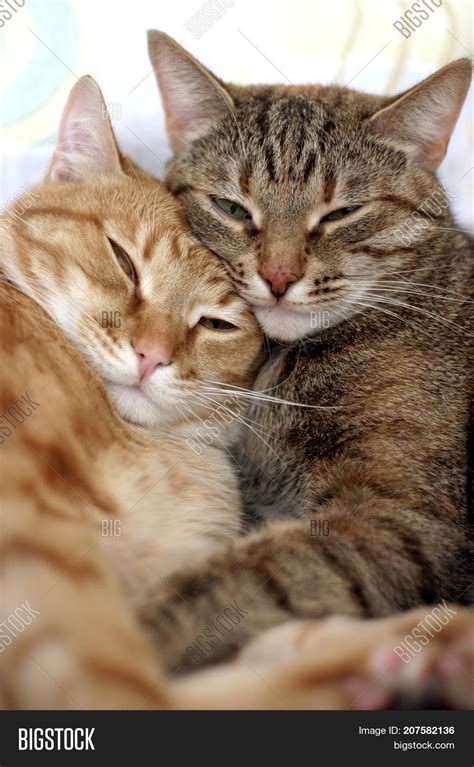 two cute cats hug each image and photo free trial bigstock