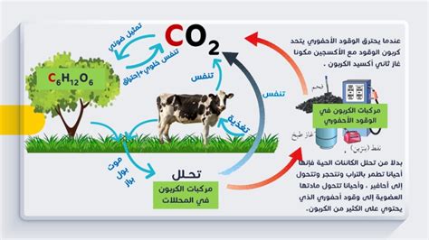 رسم دورة الكربون