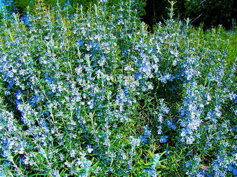 Companion Planting Lavender | Growing Guides