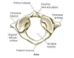 It directly articulates with the base of the skull, as shown. Vértebra atlas - EcuRed