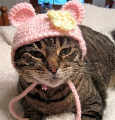 Cats Wearing Adorable Hats