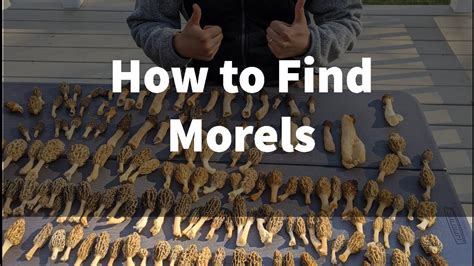 How To Find Morel Mushrooms Youtube