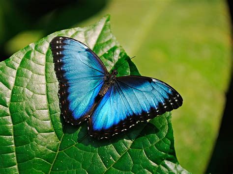 1920x1200px Free Download Hd Wallpaper Blue Morpho Butterfly High