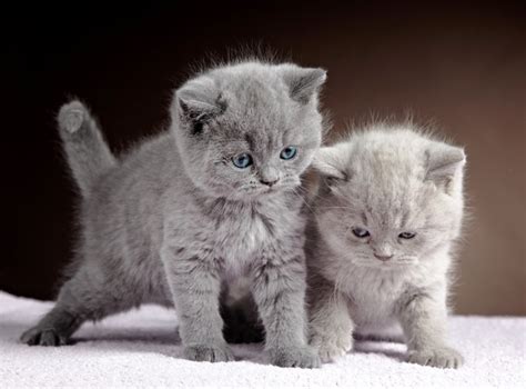 4k Cats Kittens Two Grey Hd Wallpaper Rare Gallery