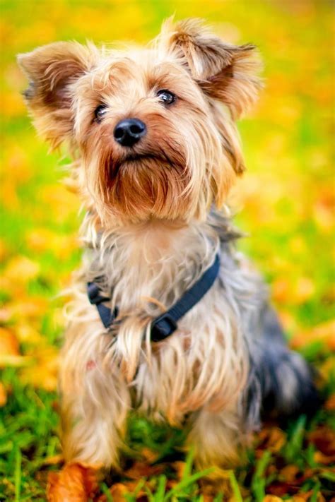 Beautiful Yorkshire Terrier Puppy Dog Yorkshire Terrier Puppies