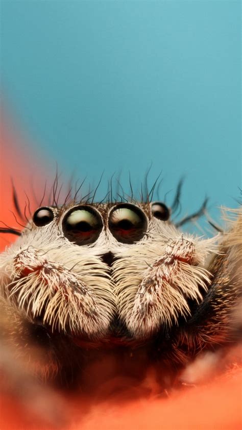 Wallpaper Jumping Spider 5k 4k Wallpaper 8k Macro Black Eyes