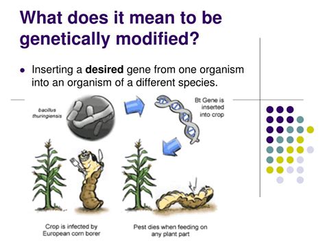 Ppt Genetically Modified Organisms Transgenics “ The Right To