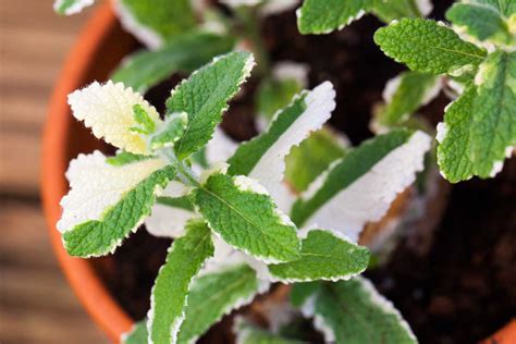 How To Plant And Grow Pineapple Mint