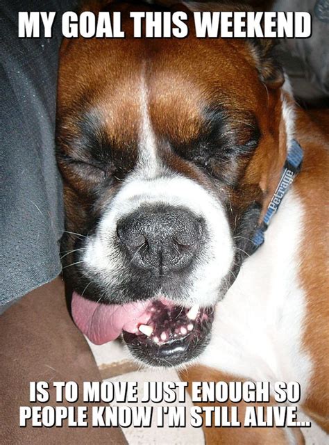Слушай и скачивай october weekend meme в mp3 бесплатно. Sarcastic Boxer Dog Lazy Weekend Meme (With images ...
