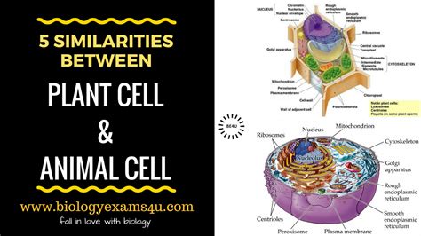 5 Similarities Between Plant Cell And Animal Cell