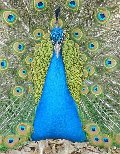 Proud Peacock Photograph By Jack Stallings