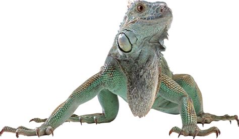 Iguana clipart lizard, Iguana lizard Transparent FREE for download on WebStockReview 2021