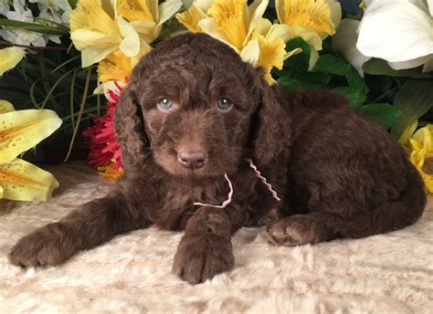 Female, she is 9 weeks old. F1b, F2b, F3, Miniature, Medium, Standard, Goldendoodle ...
