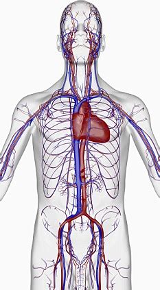 Your heart does a lot of work to keep the body going. 50% of us (literally) don't know where our heart is ...