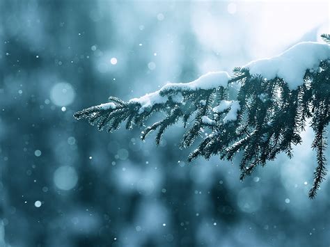 Winter Season Snow Trees Lens Flare Bokeh Depth Of Field Branches