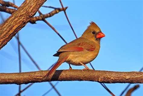 Northern cardinals forage for food on the ground and in bushes and low tree branches. Report Builder