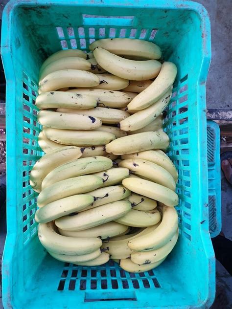 A Grade Fresh Banana Packaging Size 20 Kg At Rs 15kilogram In Bhuj