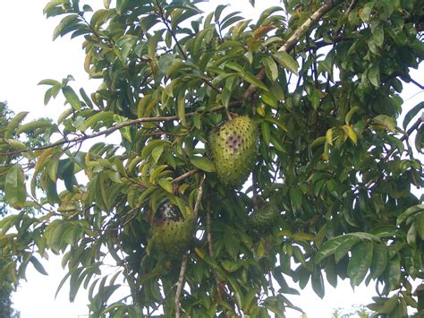 So a guanabana tree is the same as a soursop tree and a graviola tree. Graviola: Soursop Graviola Tree