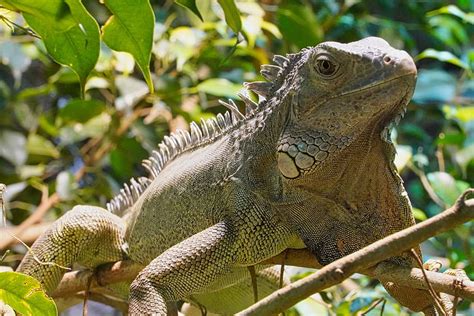 Tropical Rainforest Iguana