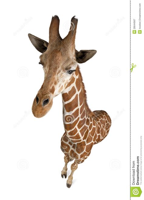 High Angle View Of Somali Giraffe Stock Image Image