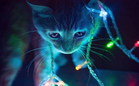 Here Ends The Catmas Spam Happy Holidays Christmas Cats Cute