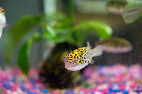 Caring For Green Spotted Puffer Fish Gsp Pet Zone