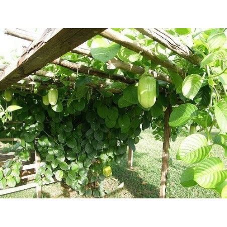 Brassica oleracea botrytis aparagoides is a perennial growing to 0.8 m (2ft 7in). Walking Stick Kale - Jersey Cabbage Seeds (Brassica ...
