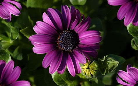 1 artificial small daisy flowers. Purple Flower Purple Gerbera Daisy Picture Flowers ...