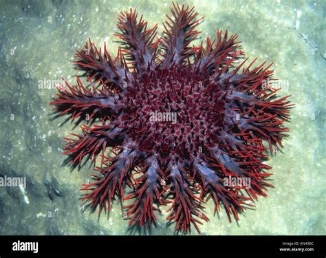 Crown Of Thorns Starfish Acanthaster Planci Feeding On Coral Stock