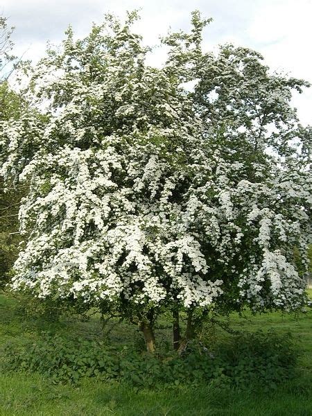 Hawthorn Trees For Sale Buy Hawthorn Trees Direct Online Hawthorn