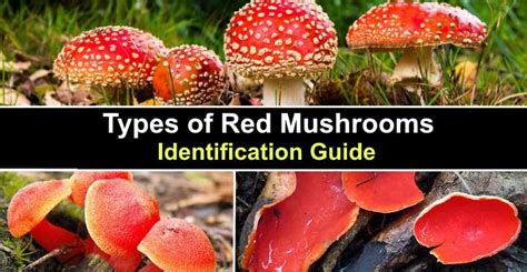 Types Of Red Mushrooms With Pictures Identification Guide