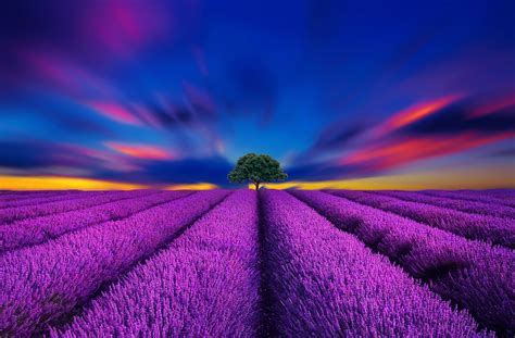 Lavender Field Sunset