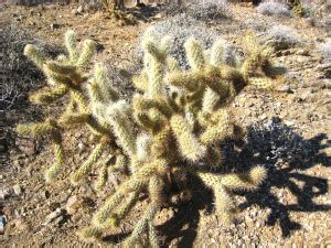 Every ballpark is operating at reduced attendance capacity and is implementing strict protocols to ensure the health and safety of all involved. jumping cactus - I Hike San Diego