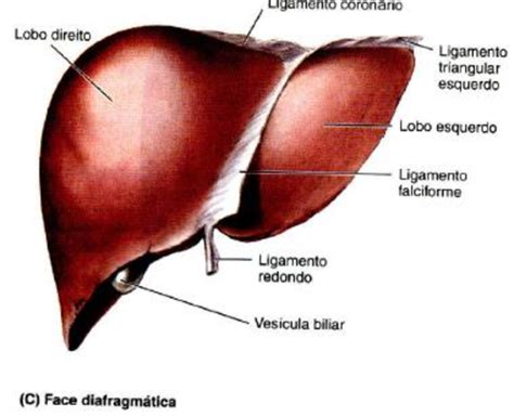 Face Diafragmática Do Fígado