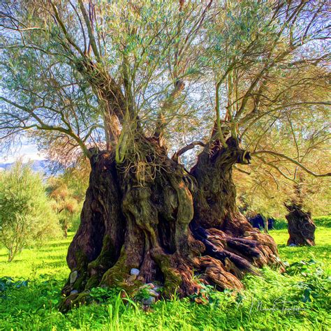 Centuries Old Olive Tree Photograph By Manolis Tsantakis