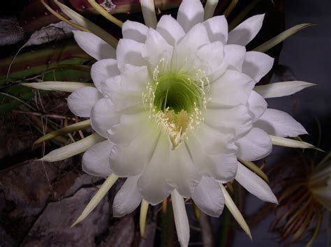 Florida Flowers And Gardens Night Blooming Cereus