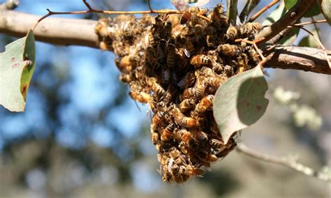 Beekeeping Naturally Courses Workshops And Top Bar Beehivesbeekeeping