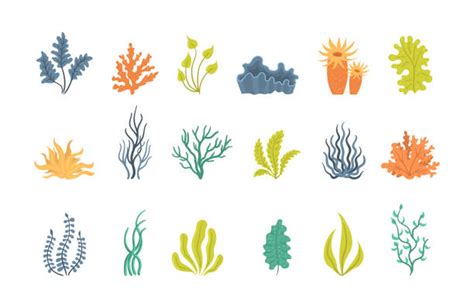 Kelp Forest Drawing Stock Photos Pictures And Royalty Free Images Istock