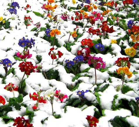 Snow Covered Flowers Winter Flowers Seasonal Flowers