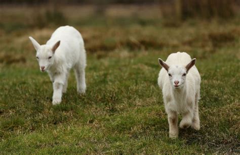 Goat Gives Birth To A Geep After Mating With A Sheep Metro News