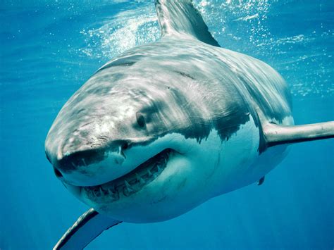 Fun Facts About Great White Sharks The Wild Adventure Girls