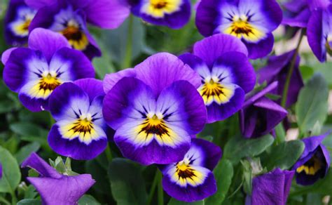 It is a good grower in. Birth Flowers: February - Violets & Primroses - Growing Family