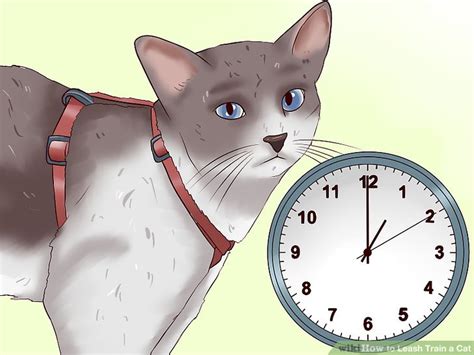 Attach a leash to the kitty holster. How to Leash Train a Cat: 9 Steps (with Pictures) - wikiHow