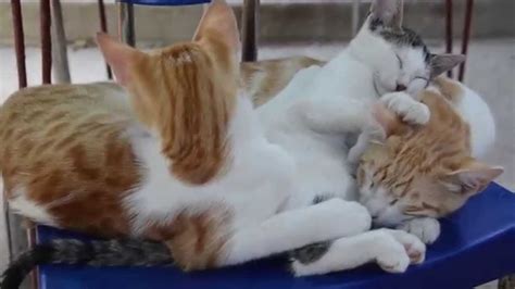 3 Cute Funny Sleeping Cats Baby Cats Youtube
