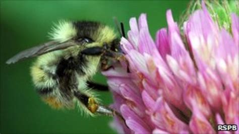 Extinct Short Haired Bumblebee Returns To Uk Bbc News